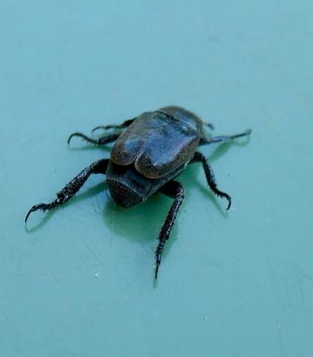 Réf. 324 400 : Hoplia sp.